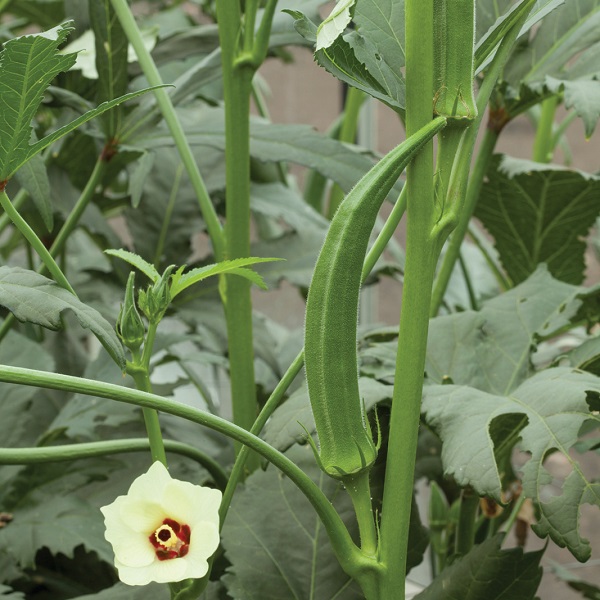 Okra Super Bhindi